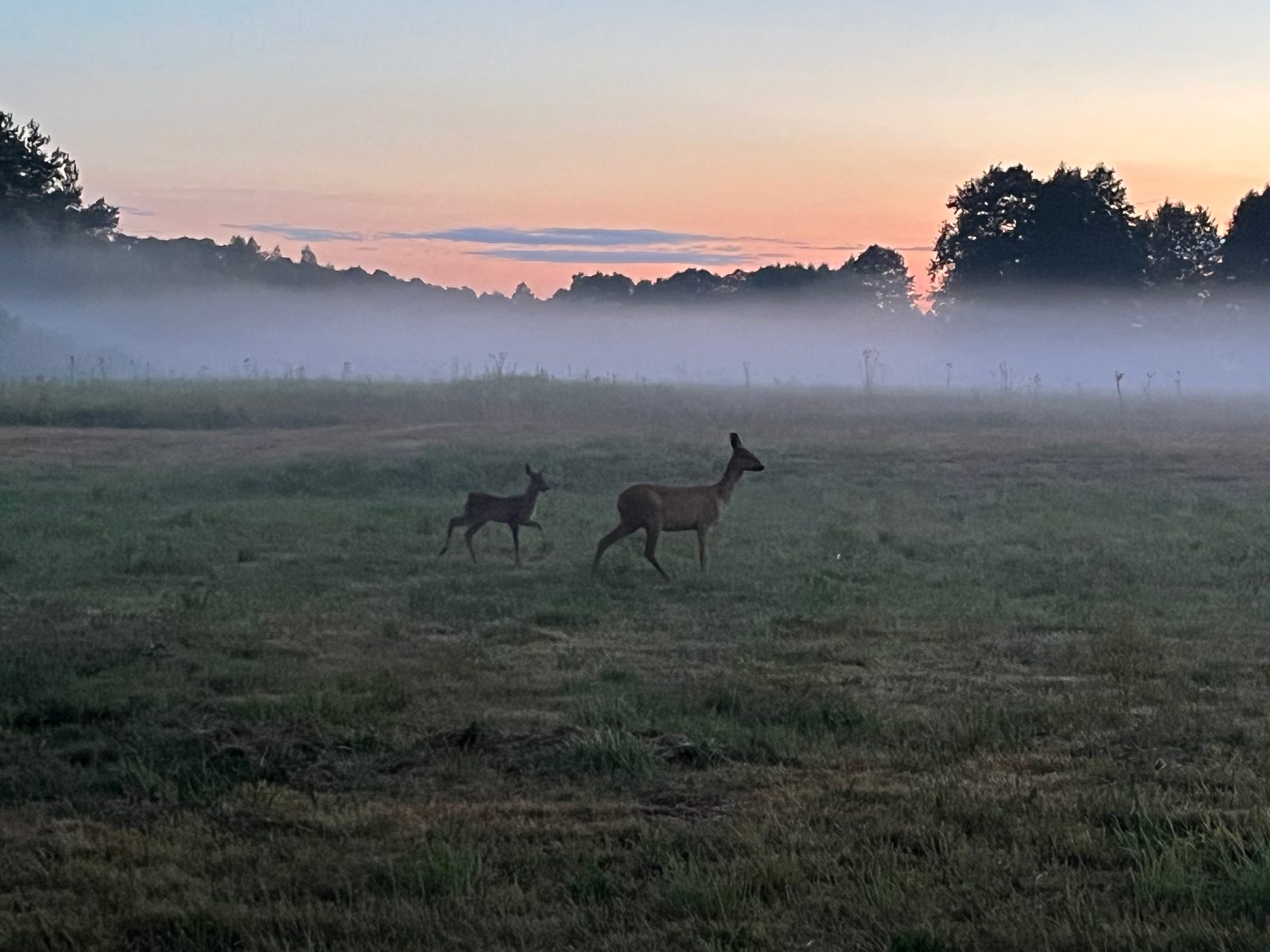 Deer at sunrise in the misty meadow