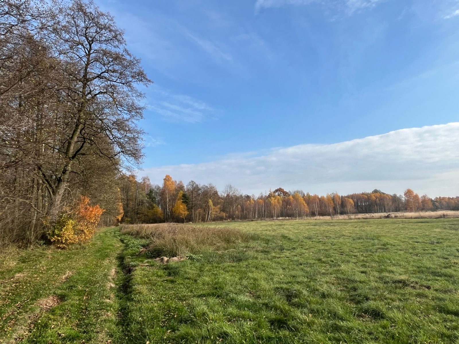 Autumn meadow with birches around the campsite