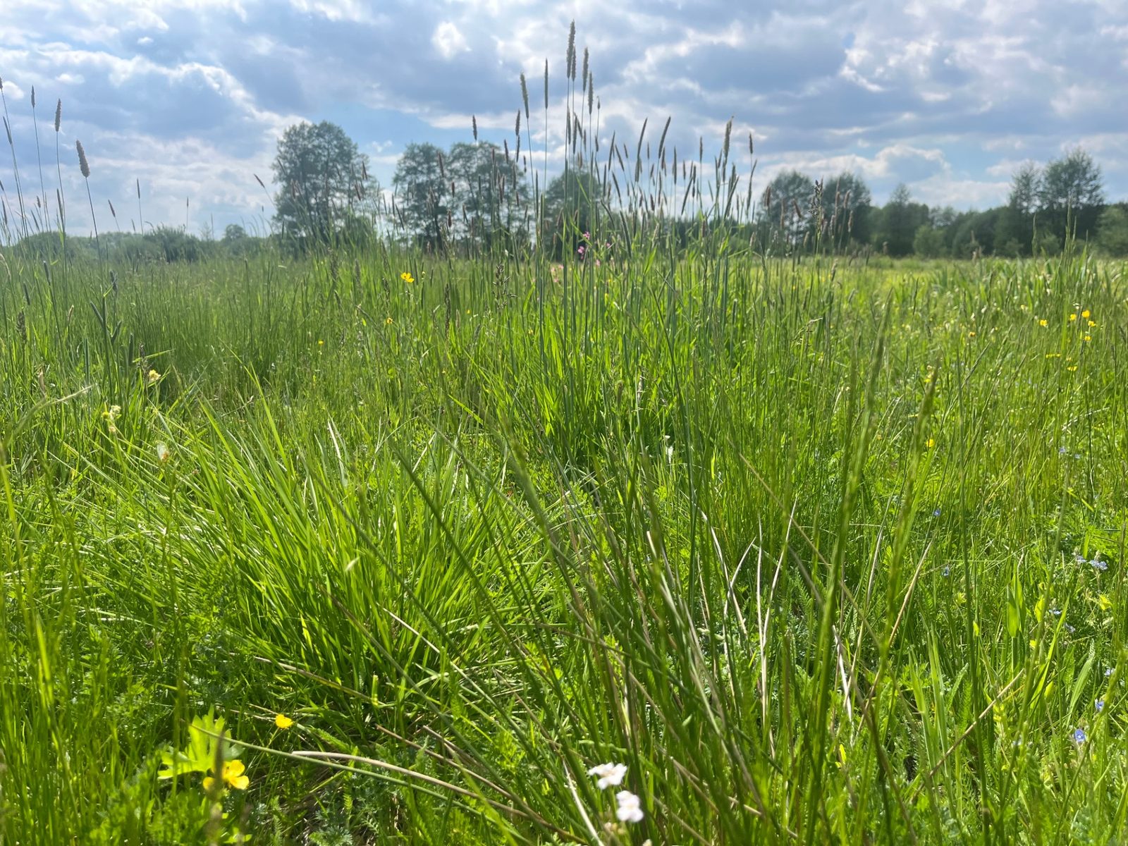 Wild grasses and meadow flowers close-up