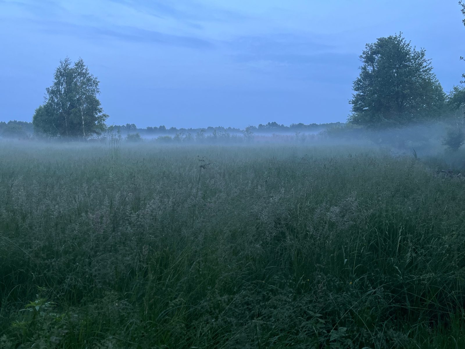 Meadow in mist during the blue hour