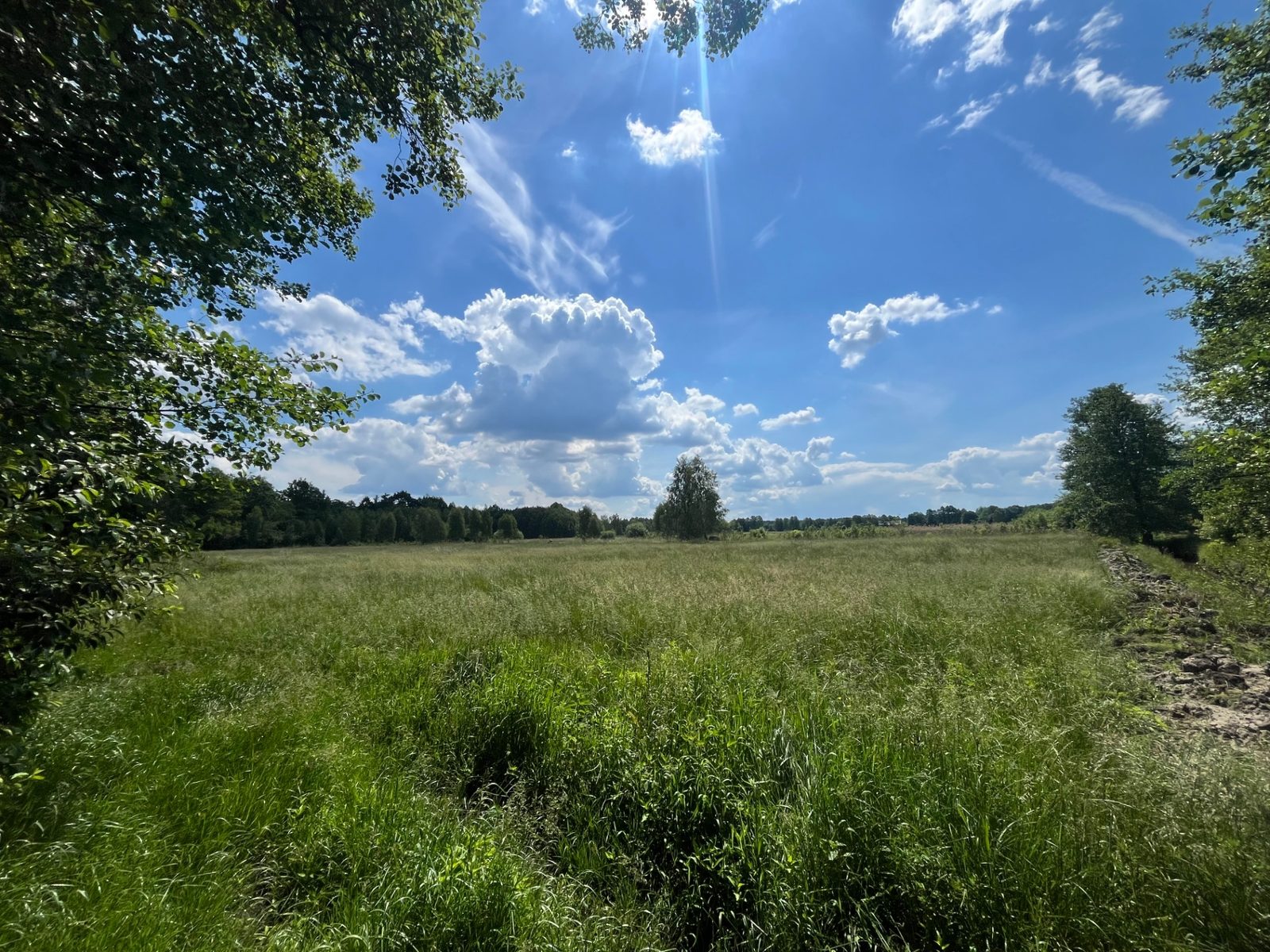 Summer meadow under clouds — surroundings of the campsite