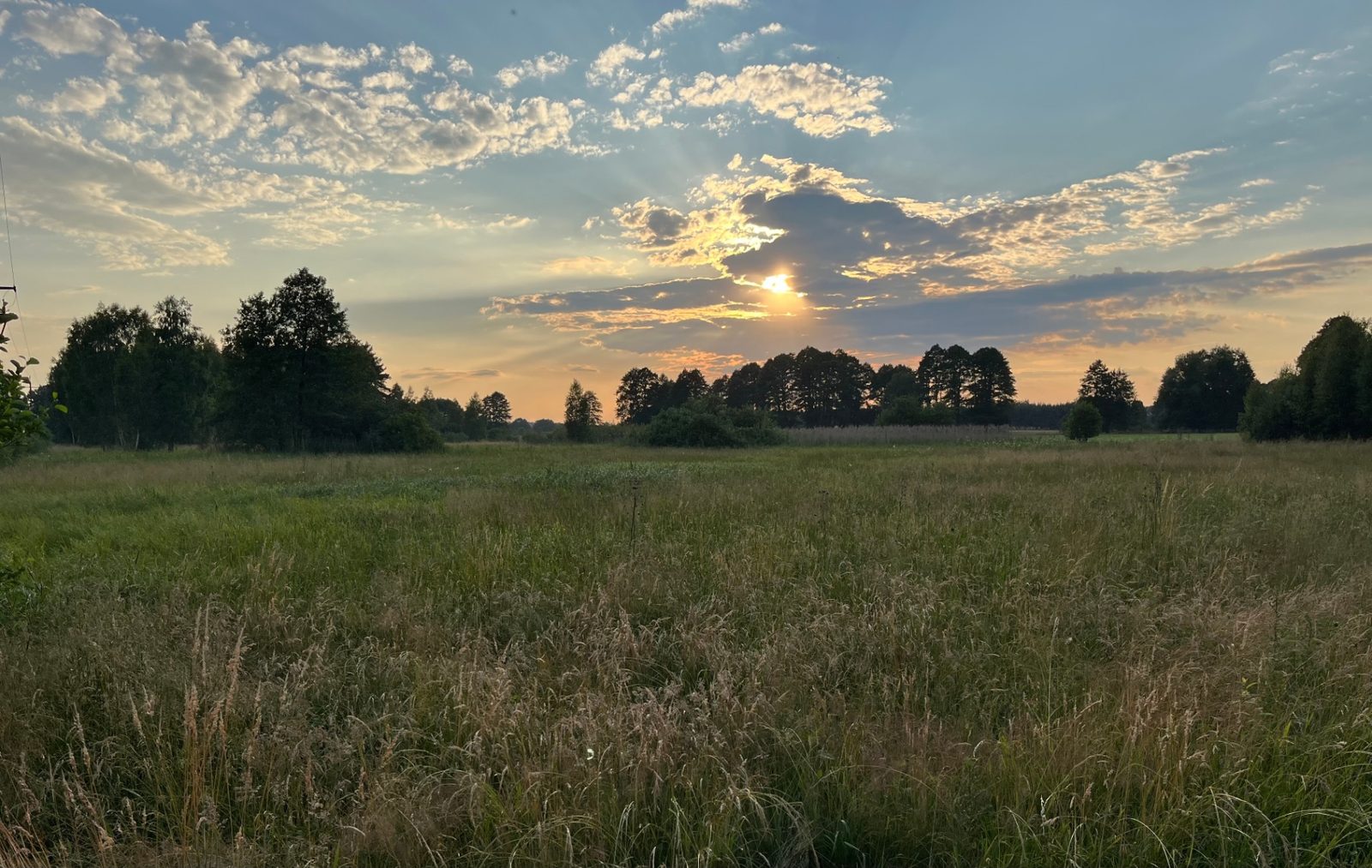 Sunset over the wild meadow