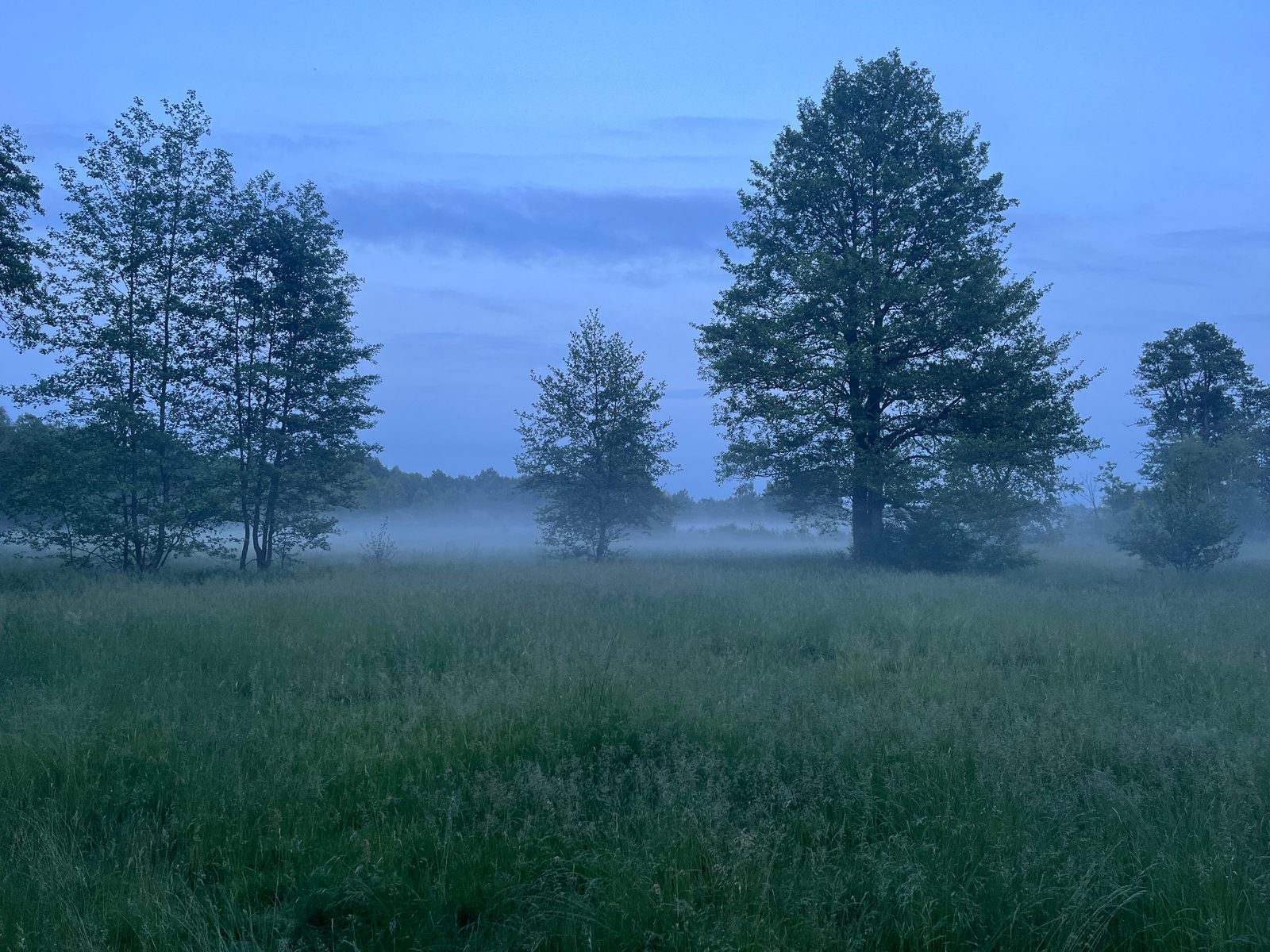 Tree silhouettes in mist over the meadow