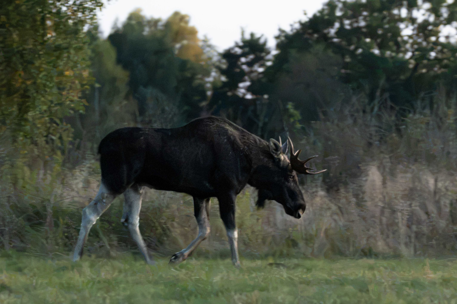 Łoś przechodzący przez łąkę w pobliżu campingu